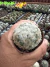 Mammilaria plumosa vaso 7 - comprar online