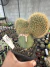 Cleistocactus sp Cristata Exertado vaso 12