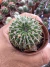Parodia Buiningii vaso 8 - comprar online