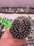 Gymnocalycium M. Cristata vaso 9 G44 - comprar online