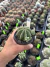 Euphorbia Fruticosa inermis vaso 9 Cod 12 - comprar online