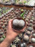 Mammilaria Baumii vaso 11 duas mudas - sjplantas