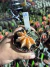 Gymnocalycium variegata raiz própria 65 vaso 9 - comprar online