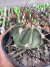 Astrophytum Brasil vaso 7 - comprar online