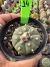 Asteria vaso 9 cod 14