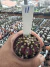 Gymnocalycium T- Lux vaso 6 cod 11 - comprar online
