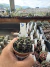Gymnocalycium Híbrido Daydream vaso 6 Cod 31 - comprar online