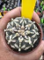 Astrophytum Asterias V-type Super Kabuto Vaso 6 cod 95