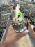 Copiapoa chileno exertado vaso 9 Cod 9 na internet