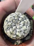 Astrophytum Asterias V-type Super Kabuto Vaso 6 cod 21 - comprar online