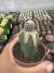 Sulcorebutia Langeri exertada vaso 7 - comprar online