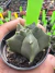 Astrophytum kikko vaso 7 Cod 16