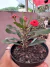 Euphorbia milii vaso 9 - comprar online
