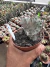 Euphorbia láctea Cristata Variegata Cod 6 - comprar online