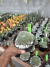Rebutia Kraizinziana vaso 11 cod 5 - sjplantas