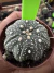 Astrophytum Asteria vaso 6 cod 158 - comprar online