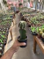 Echinopsis Subdenudata ( cacto Lua) vaso 12 Exertado - comprar online