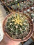 Thelocactus buekii subs. matudae Vaso 9 na internet