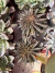 Echeveria Lutea Marrom vaso 11 - comprar online