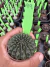 Gymnocalycium Thornless Vaso 6 Cod 99 - comprar online