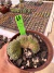Echinopsis Subdenudata Cristata vaso 11 cod 11 na internet