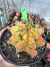 Gymnocalycium Variegata Matriz vaso 15 Cod 34 - comprar online