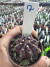 Gymnocalycium T- Lux vaso 6 cod 7