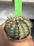 Gymnocalycium T- Rex vaso 6 cod 24 - comprar online