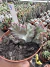 Euphorbia láctea Cristata vaso 11 Variegata Cod 9