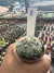 Astrophytum Asteria Star Shape vaso 6 cod 8