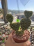 cacto Opuntia Microdasys Orelha de Mickey Cristata vaso 11 Cod 8 - comprar online