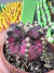 Gymnocalycium T- Lux vaso 6 cod 34 - comprar online