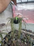 Rabo de Porco ( Lepismium cruciforme spiralis cuia 18 cod 14 - comprar online
