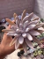 Echeveria Tolimanensis vaso 11