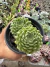 Sempervivum More Honey Vaso 11