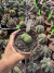Echinopsis Subdenudata Cristata vaso 11 cod 4 - comprar online