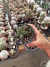 Haworthiopsis Tessellata vaso 11 - comprar online