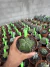 Astrophytum Nudum vaso 11 Cod 2 - comprar online