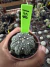 Astrophytum Asteria vaso 6 cod 158 na internet