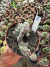 Euphorbia láctea Cristata Variegata Cod 8 - comprar online