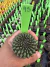 Gymnocalycium Thornless Vaso 6 Cod 95