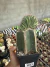 Polaskia chichipe Exertado vaso 12