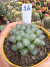Haworthia de Vidro Cooperi importada vaso 9 Cod 16 - comprar online