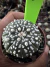 Astrophytum Asteria vaso 6 cod 163