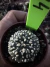 Astrophytum Asteria vaso 6 cod 184