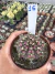 Gymnocalycium T- Lux vaso 9 cod 16