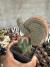 Echinocereus sp Cristata vaso 12