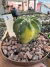 Cacto lua Variegata raiz própria vaso 11 Cod 1
