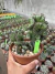 Euphorbia Láctea Cristata vaso 14 cod 5 - comprar online