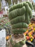 Eulychnia Castanea spiralis Exertada vaso 12 Cristata - comprar online